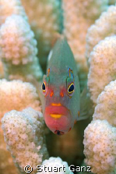 Arc-eye Hawk fish, These guys will pose for you all day. ... by Stuart Ganz 